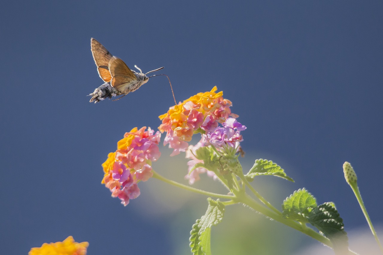 The Role of Community Gardens in Urban Sustainability